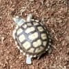 sulcata tortoise for sale