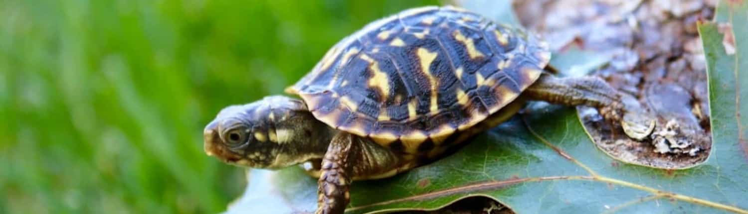 ornate box turtle for sale