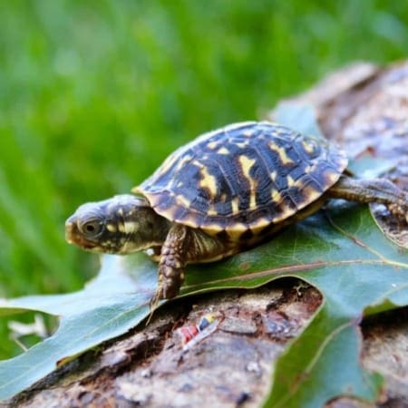 ornate box turtle for sale