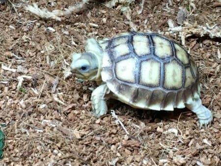 Sulcata tortoise care