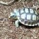 Sulcata tortoise care