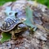 ornate box turtle