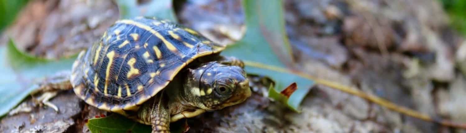 ornate box turtle