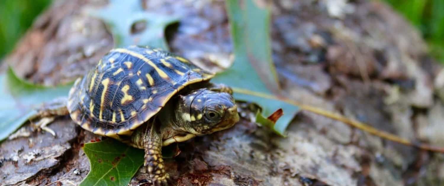 ornate box turtle