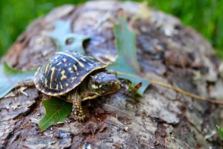 ornate box turtle