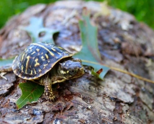 ornate box turtle