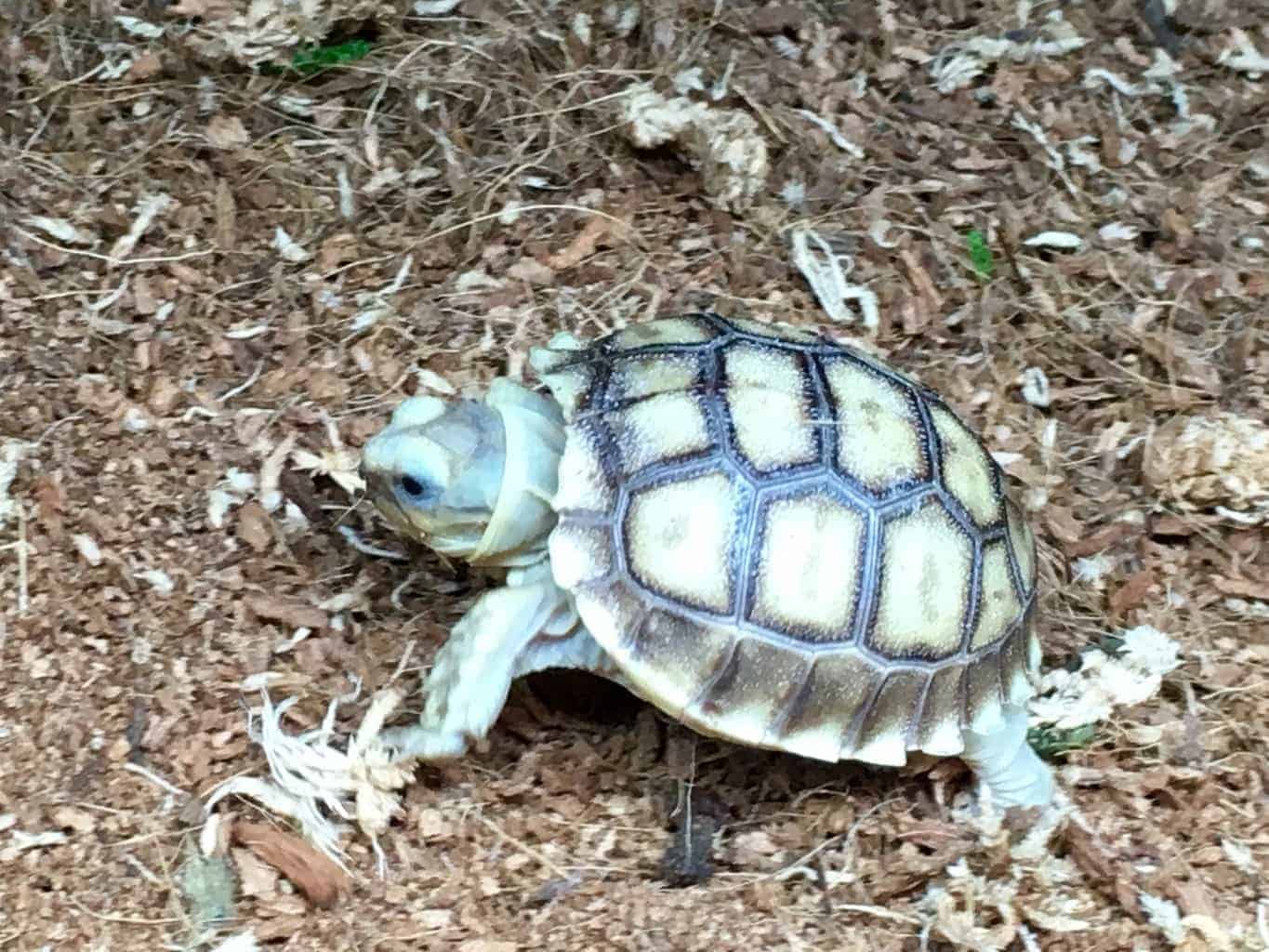 FullSizeRender_4 Tortoise for sale baby tortoises for sale online