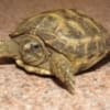 russian tortoise for sale