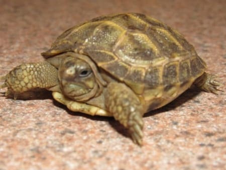 russian tortoise for sale