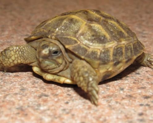 russian tortoise for sale