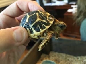 indian star tortoise for sale