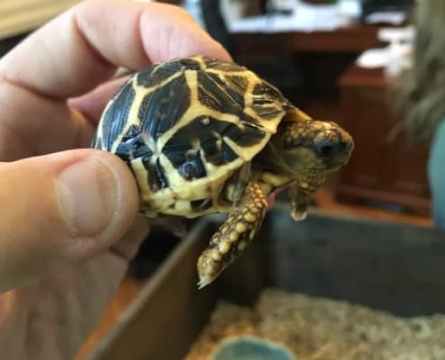 indian star tortoise for sale