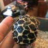 burmese star tortoise baby for sale