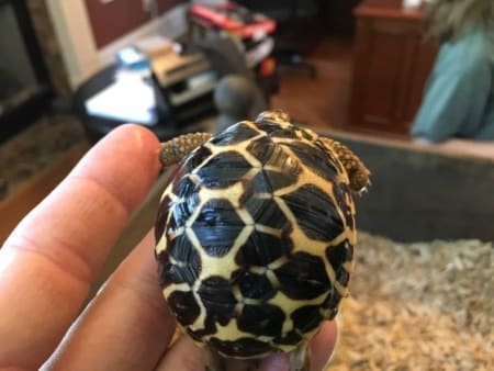 burmese star tortoise baby for sale