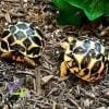 Indian Star tortoise for sale