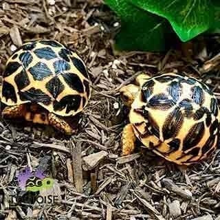 Indian Star tortoise for sale