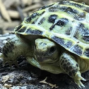 Russian Tortoise