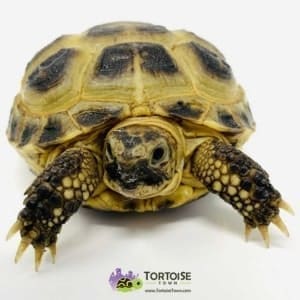 Russian tortoise