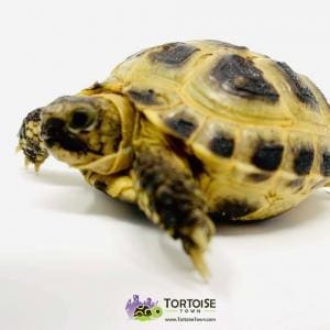 Russian tortoise breeders near me