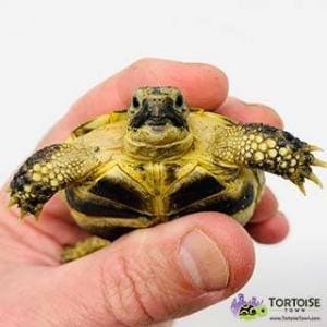 Captive bred Russian tortoise