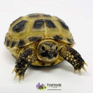 Russian tortoise price