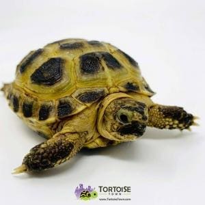 Russian tortoises for sale