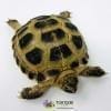 Russian tortoises for sale near me