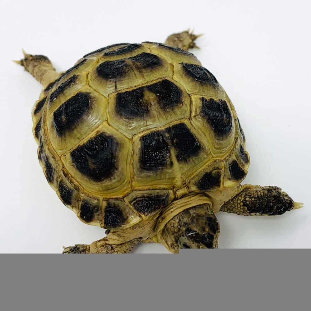 captive bred russian tortoise for sale