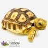 Spurred tortoise for sale