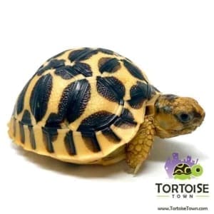 tortoise sale