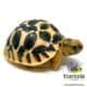 Sri Lankan Star tortoise for sale