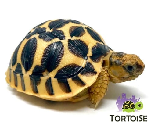 Sri Lankan Star tortoise for sale