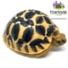 Sri Lankan Star tortoises for sale