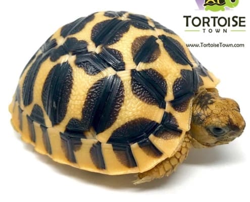 Sri Lankan Star tortoises for sale