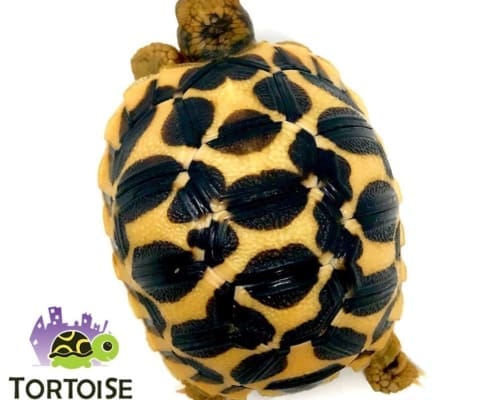 Sri Lankan star tortoise