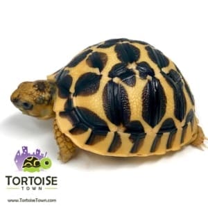 Sri Lankan Star tortoise