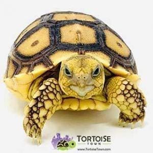 Sulcata tortoise