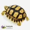 Sulcata tortoise for sale