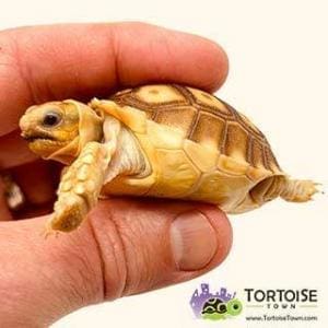 Sulcata for sale