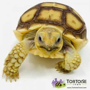 Sulcata tortoise for sale