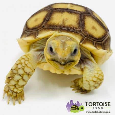 Sulcata tortoise for sale