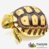 Sulcata tortoises for sale