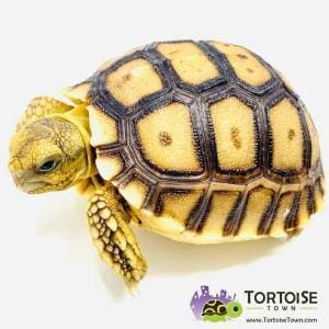 Sulcata tortoises for sale