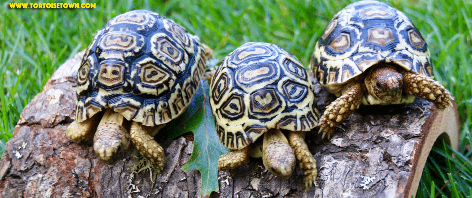 Leopard Tortoises For Sale