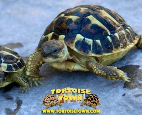 western hermann tortoise