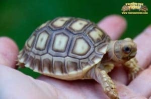 adult sulcata tortoise