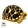 baby Burmese Star tortoise