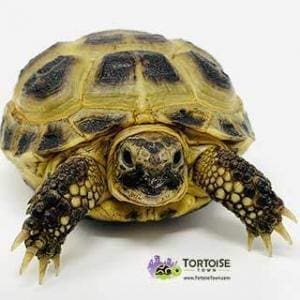 Russian tortoise price