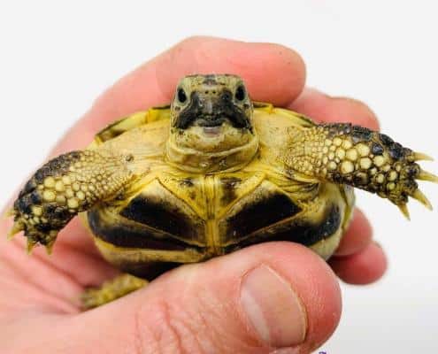 small tortoises