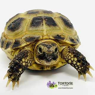 baby Russian tortoise